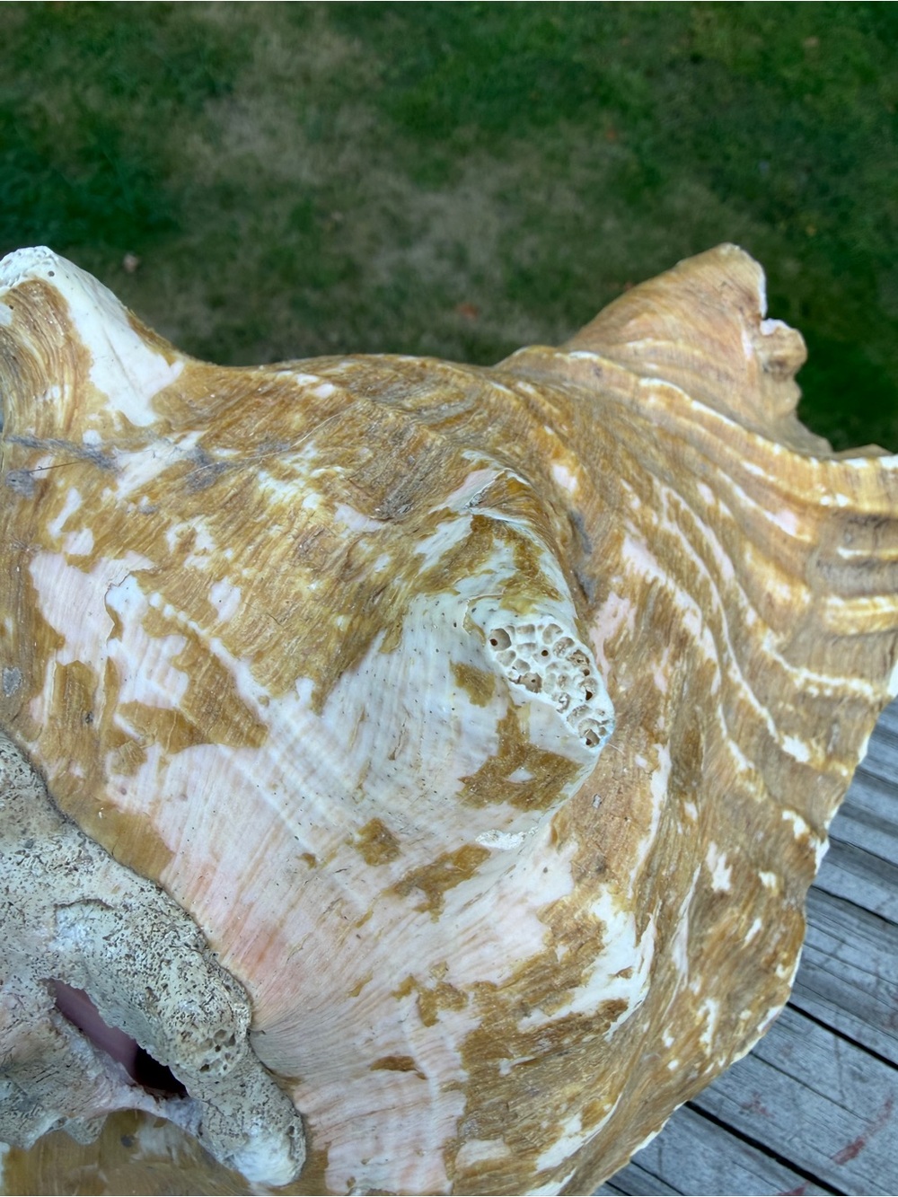Queen Conch SeaShell - Picture 12 of 12